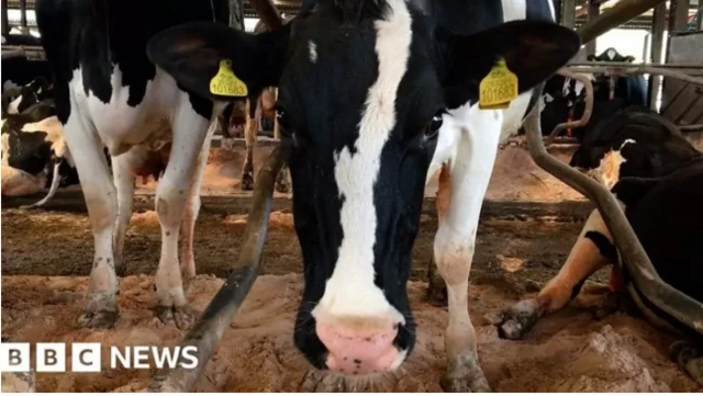 K﻿unywa bidhaa za wanyama mfano maziwa kunahatarisha wanaume kupata saratani ya kibofu