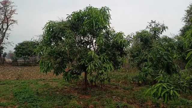 आम का बाग