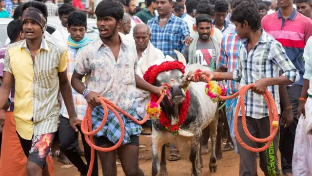 ஜல்லிக்கட்டு