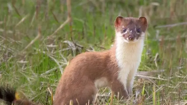 حيوان "ابن عرس قصير الذيل"