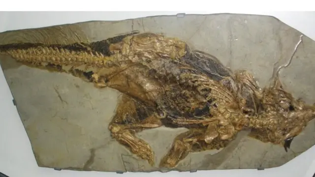 프시타코사우루스의 다리 화석