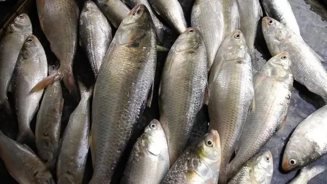 ইলিশ মাছ
