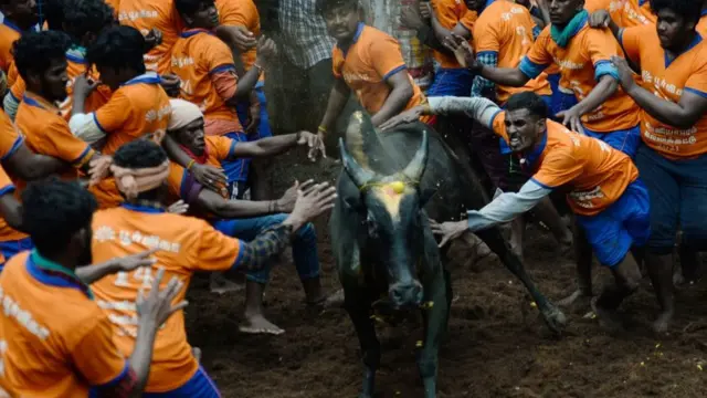 ஜல்லிக்கட்டு