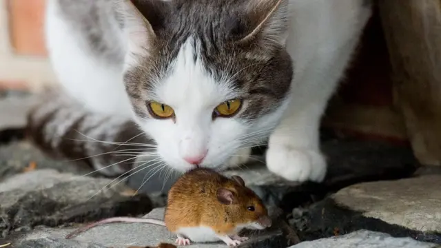 Pişik siçana qarşı