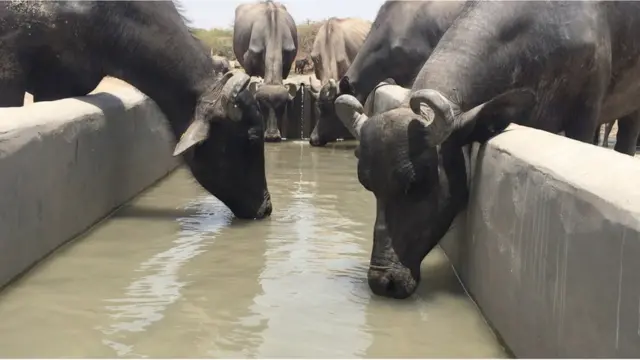 જલોયા ગામ