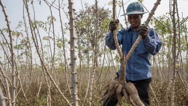 يعد محصول الكسافا واحدا من أهم روافد الاقتصاد في دول جنوب شرق آسيا