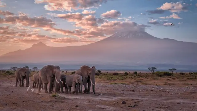 singa, afrika, masai, kenya, pelestarian