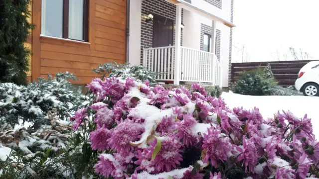 Квіти у снігу