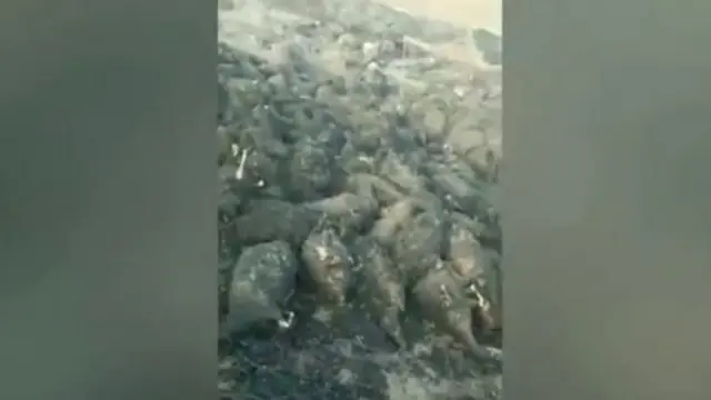 Қорақалпоғистонда нобуд бўлган қўйлар