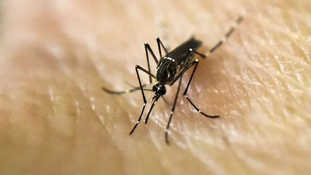 Mosquito de Aedes aegypti.