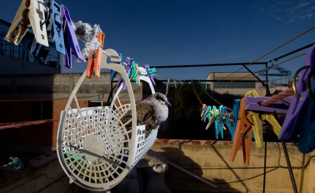 Ave en un tendedero.