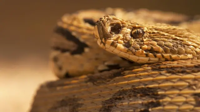 பாம்புக்கடி