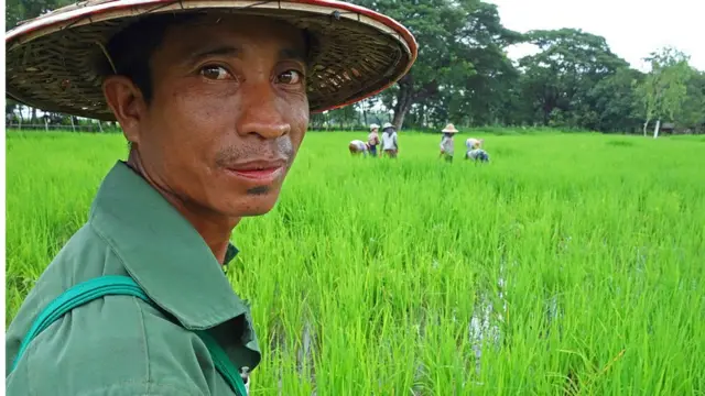 လယ်သမားတွေကတော့ တရုတ်ဘက် က မြန်မာစပါးကို တရားဝင်ပို့ခွင့်ရဖို့မျှော်လင့်နေ