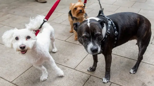 Домашні тварини