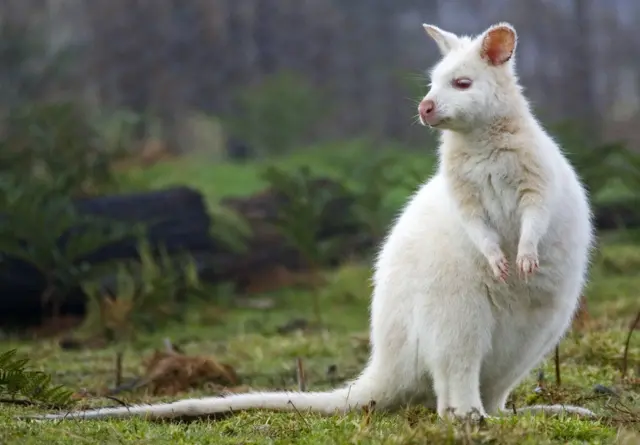 Питоны предпочитают охотиться на кенгуру