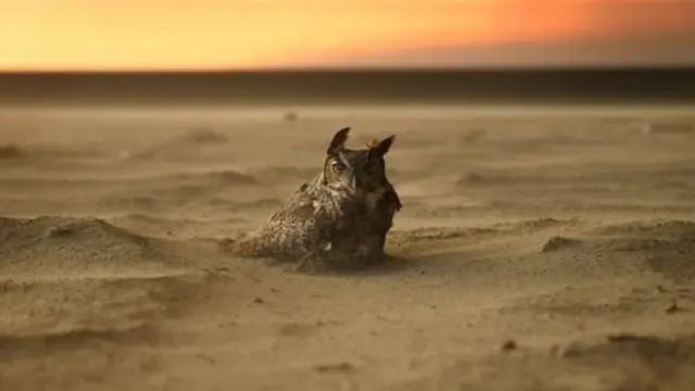 கலிஃபோர்னியா