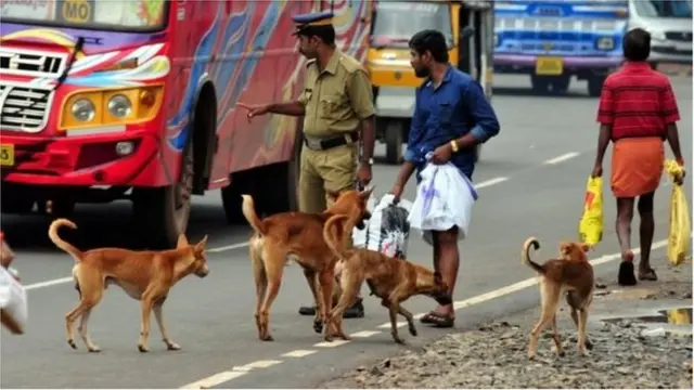 ভারতের রাস্তায় এ ধরনের কুকুরের ঘোরাফেরা সাধারণ দৃশ্য