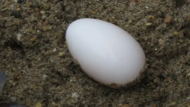 घडियालको अण्डा