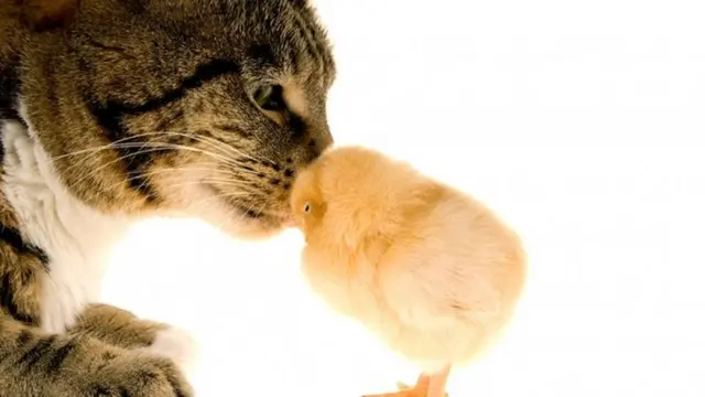 Кішка і птах