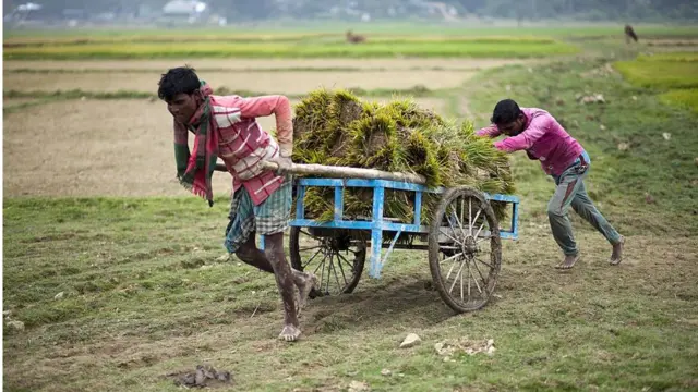 কৃষি শ্রমিক