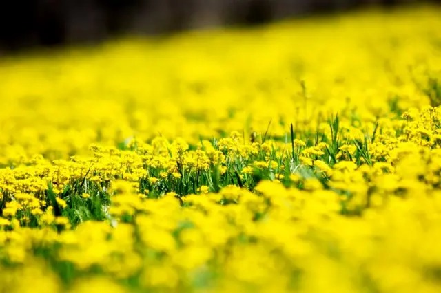 "Краски лета"