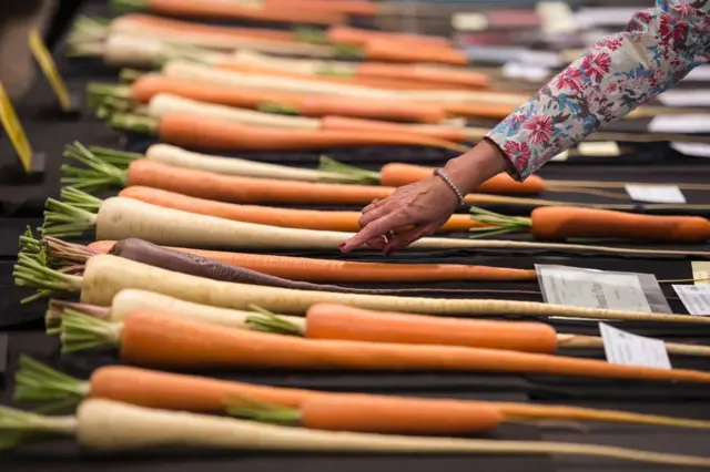Zanahorias