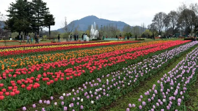 नरगिस के फूल