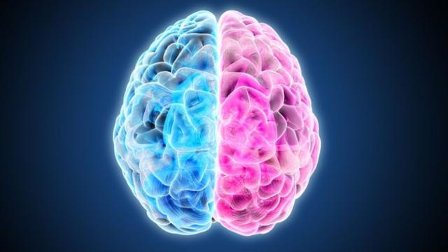 Ilustración de un cerebro con los dos hemisferios