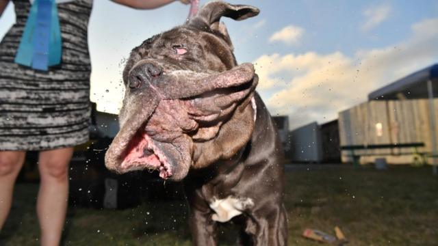 第29屆世界最醜狗狗大賽冠軍瑪莎領獎後
