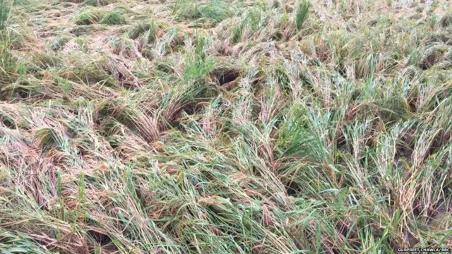 ਭਾਰਤੀ ਕਿਸਾਨ ਯੂਨੀਅਨ ਦੇ ਪ੍ਰਧਾਨ ਭੁਪਿੰਦਰ ਸਿੰਘ ਮਾਨ ਮੁਤਾਬਿਕ ਹੁਣ ਤਕ ਪੈ ਰਹੇ ਇਸ ਮੀਂਹ ਨਾਲ ਉਹਨਾਂ ਨੁਕਸਾਨ ਨਹੀਂ ਹੋਇਆ ਜਿਹਨਾਂ ਡਰ ਸੀ