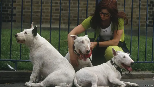 ਪਿਟ ਬੁੱਲ