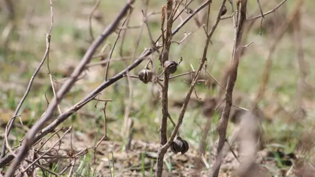 آسیب سیل به مزرعه پنبه