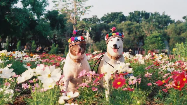 สุนัขจรจัด ที่สรศาสตร์เก็บมาเลี้ยง ปัจจุบัน เป็นขวัญใจชาวเน็ต