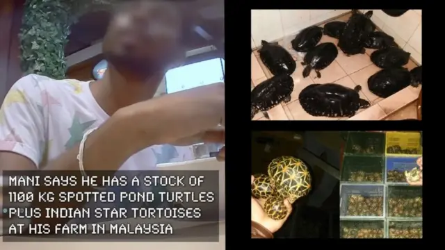 وائلڈ لائف کمیشن