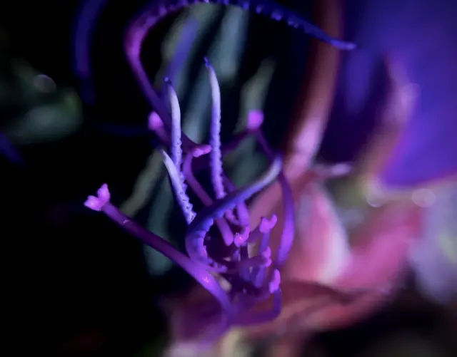 Кућни акваријум