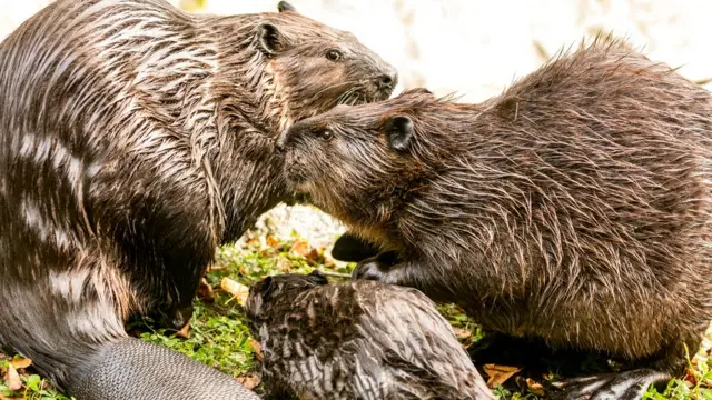 Канадский бобр долгое время считался подвидом евразийского, но оказалось, что у них разное количество хромосом и эти представители семейства бобровых даже не могут скрещиваться