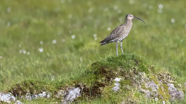 Кульон великий