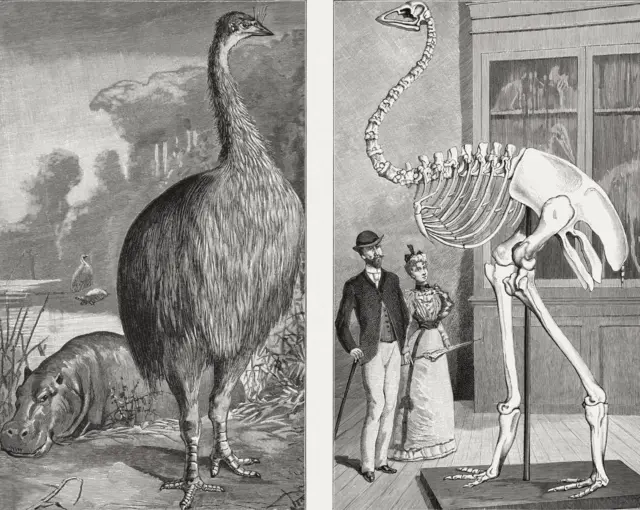 Aepyornis, an extinct elephant bird in Madagascar, woodcuts, published 1895