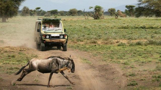 Safari katika mbunga ya Serengeti nchini Tanzania