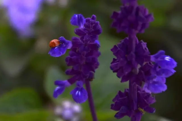 Mariquita en una flor púrpura