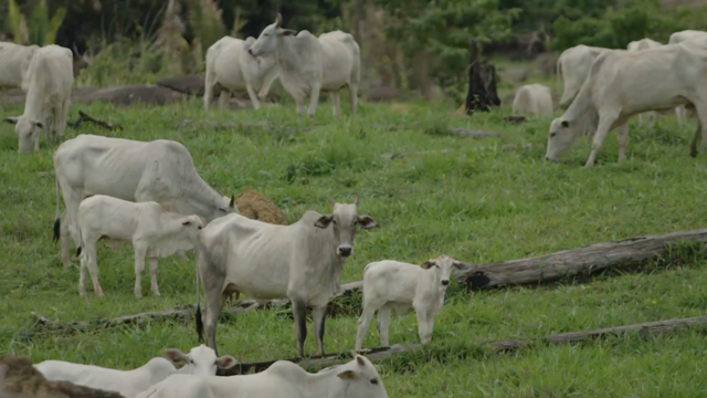 Fazenda de gado na região de Monte Negro (RO).