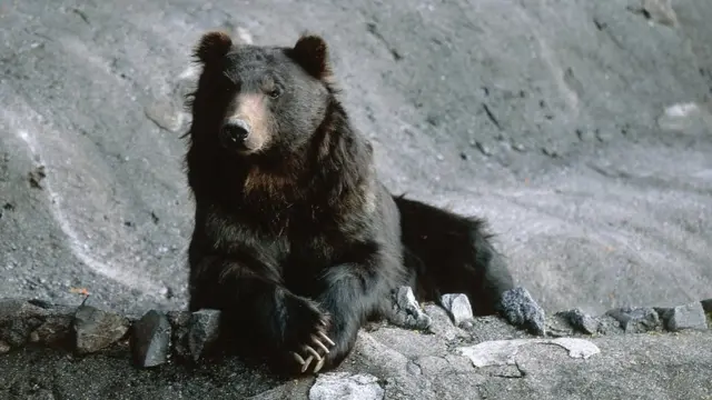 ఎలుగుబంటి