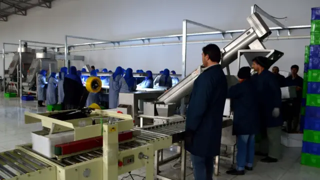 کارخانه میوه خشک