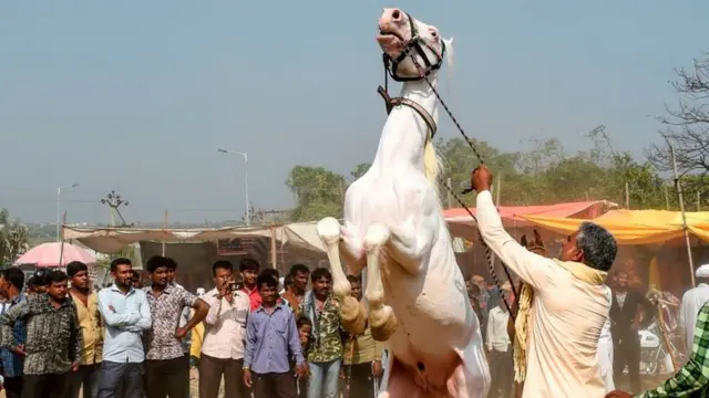 ઘોડાની તસવીર