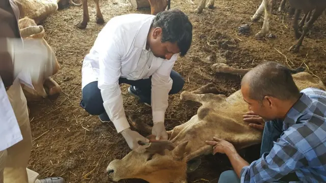 गाय का इलाज करते चिकित्सक