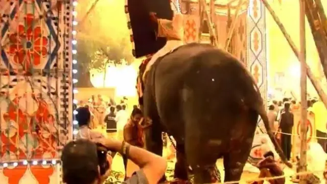 ఏనుగులు