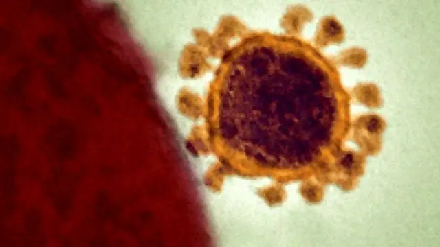 A MERS virus