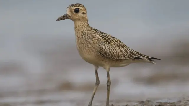 जलपक्षी