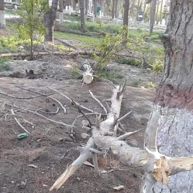 Forest Deptt Govt of Balochistan