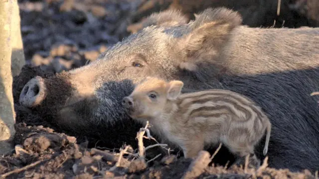 बर्लिन के जंगली सुअर